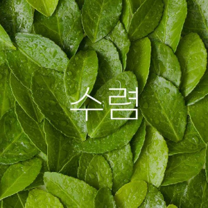 camellia sinensis leaf extract 녹차추출물