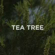 tea tree extract 티트리추출물